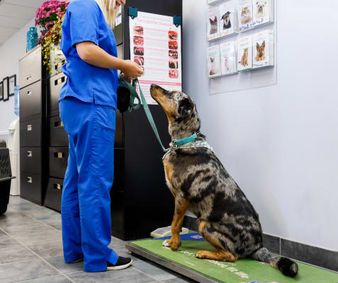 Dog Vaccinations at Blue Mountain Veterinary Services in Clarksburg