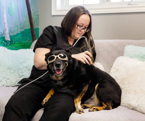 Pet Laser Therapy, Blue Mountain Veterinary Services