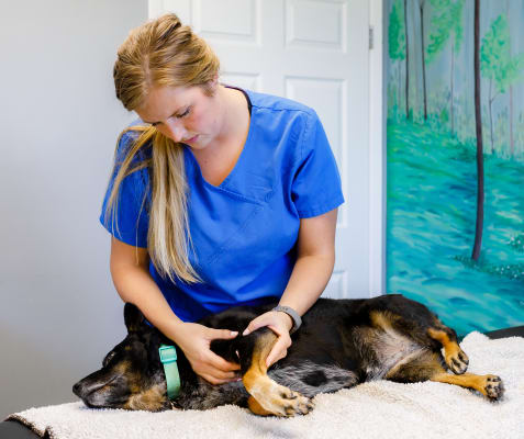 Pet Massage Therapy, Blue Mountain Vet Services