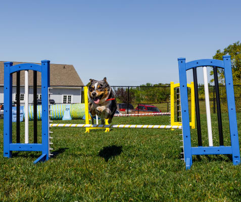 Dog & Cat Boarding, Blue Mountain Veterinary Services in Clarksburg