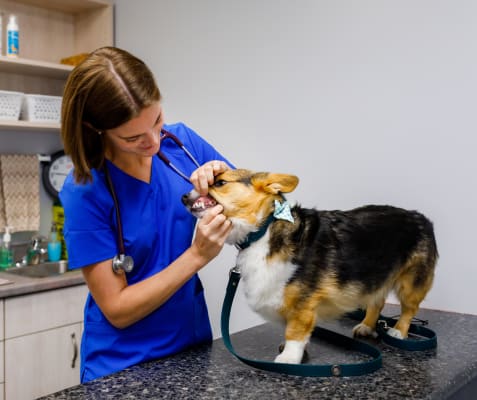 Pet Dentistry, Blue Mountain Veterinary Services in Clarksburg