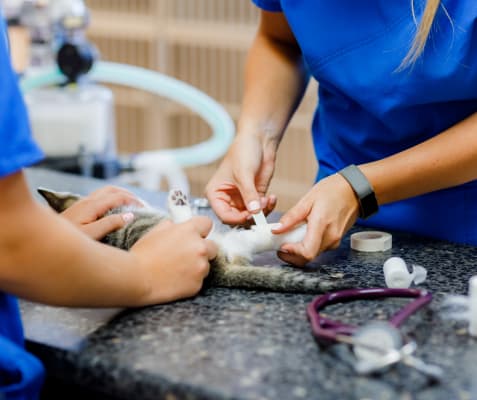 Vet Surgery at Blue Mountain Veterinary Services in Clarksburg