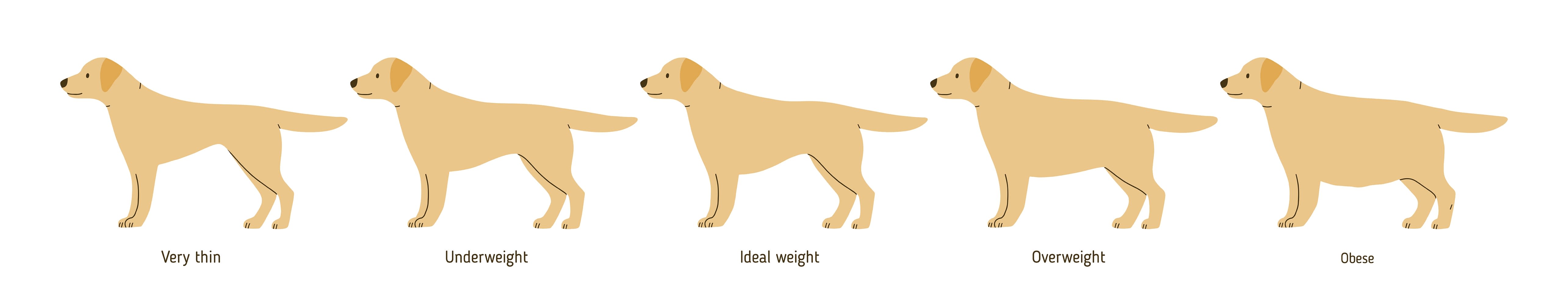 Overweight Dog Chart, Collingwood Vet